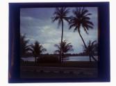 Palm