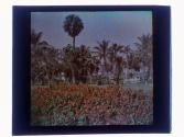 Flowers, Palm Beach, Florida