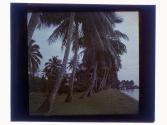 [Palm trees lining waterfront]