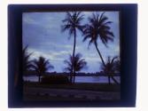Palm
