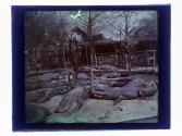 Alligator Farm Jacksonville