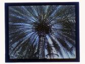 [Palm tree]