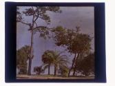 [Trees and water]