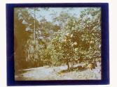 [Grapefruit tree]