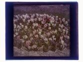 Hyacinth