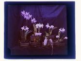 Orchid