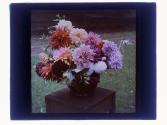 1st Prize Dahlias