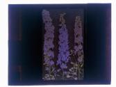 [Flowers]