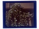 Heaven Blue Morning Glory