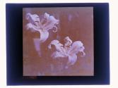 Big lilies 8 in