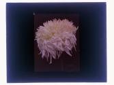 Chrysanthenum [sic]