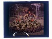 [Garden flowers]