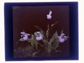[Garden flowers]