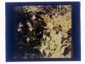 [Garden flowers]