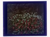 Tulips Mt Hope Rochester