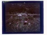 Iris Whittle Rochester Flower Bed