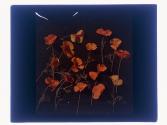 California Poppy Wild
