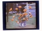 Oriental Poppies