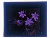 [Flowers]