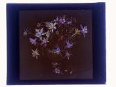 Columbine