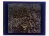Pansy Beds