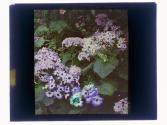 Cineraria