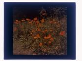 Oriental Poppies