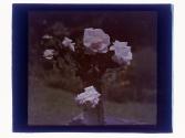 Roses cut Dr VanVleet Rochester