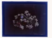 [Prize flowers]