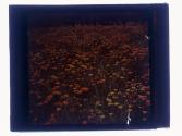 California Poppy Filed Light Slow