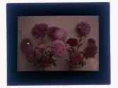 Aster