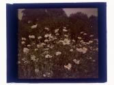 Tree Poppies