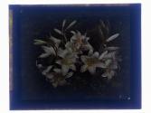 [Garden flowers]