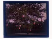 [Trees with flags]