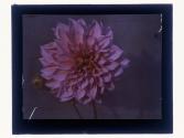 [Cut flower]