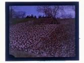 [Tulip bed]