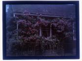 [House and garden]