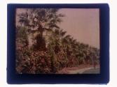 Ivy geranium California Palms