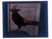 Pheasant