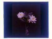 [Cut flowers]