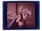 [Cut flowers]