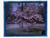 [Flowering tree]