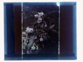 Orange Blossoms