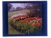 [Tulips]