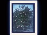 [Fruit tree]