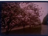 [Trees along street]