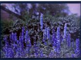 [Flowers]