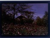 [Garden with building in backround possibly Sonnenberg Gardens]