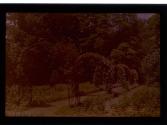 [Flowers growing on arches - Sonnenberg Gardens (?)]