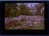 [Flowers]